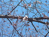 20110406_sakura1