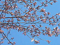 20110406_sakura2