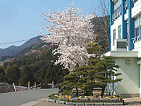 20110413_sakura1