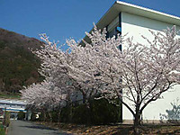 20110413_sakura2