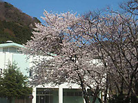 20110413_sakura3