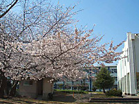 20110413_sakura4